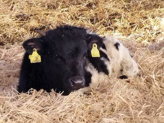 Jacky Longhornstier