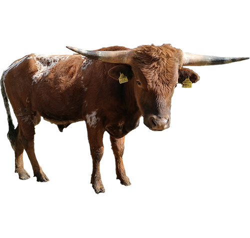 Texas Longhorn Kalb weiß