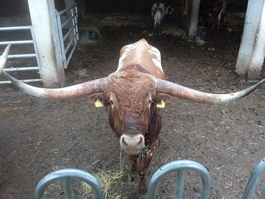 James Tiberius Longhornstier