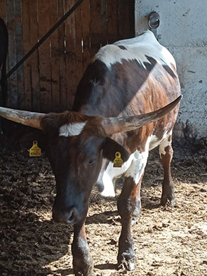 Zeus Longhornochse